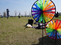 -春花秋色城市公园