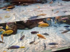 -上海海洋水族馆