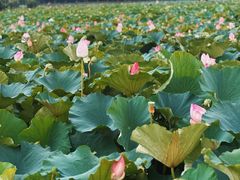 -荷塘月色湿地公园·向阳花洲