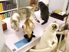 -喵的天空名猫咖啡馆·撸猫·猫舍·用品
