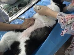 -纳吉亚猫专科动物诊疗中心(蒋宅口分院)