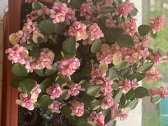 -大自然花鸟鱼虫市场