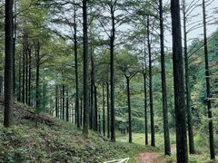 -四明山国家森林公园
