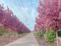 -甜心庄园·甜心草莓采摘园(西青中北店)