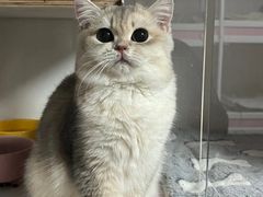 -Bastet sally猫舍购宠(静安店)