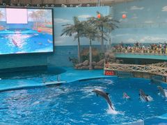 -海合安成都极地海洋公园