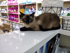 -老吴的猫·猫舍(新区店)