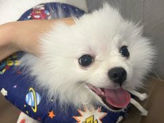 -半岛宠物医院24小时(西派城店)