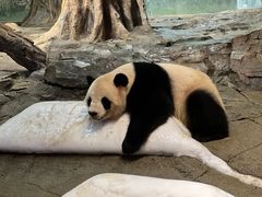 -广州长隆野生动物世界