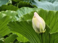 -莲池书院博物馆