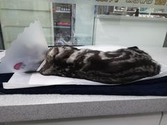 -达爱动物医院·犬猫分区·CT·复杂眼科(远洋山水分院)