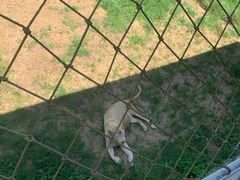 -西霞口神雕山野生动物世界