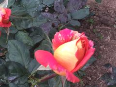 -人民公园(罗湖区)