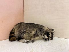 -浣熊柯尔鸭土拨鼠·电玩咖