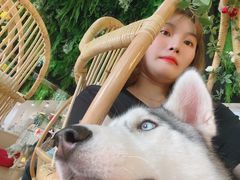 -Husky Go! 哈士奇体验馆·宠物咖啡厅狗咖