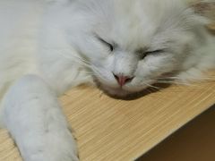 -瞄一喵猫咖(格力海岸店)