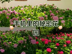 -上海滨江森林公园