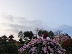 -东莞植物园