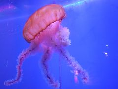-正佳极地海洋世界