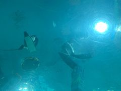 -苏州海洋馆