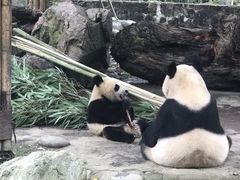 -都江堰中华大熊猫苑