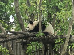 -成都大熊猫繁育研究基地