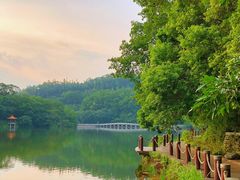 -深圳仙湖植物园