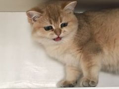 -东方名猫馆·英短金渐层布偶猫舍(环线广场1号楼店)