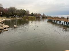 -洱海月湿地公园