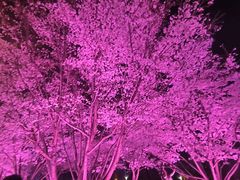 -西北湖绿化广场