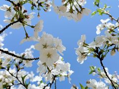 -新虹桥中心花园