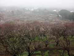 -香雪海