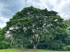 -中国科学院西双版纳热带植物园