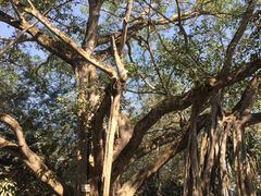 -瑞丽独树成林风景区