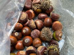 -上海佘山国家森林公园天马山园