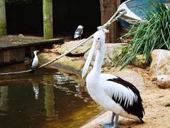 -费瑟代尔野生动物园