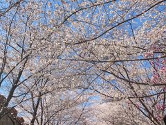 -樱花山风景区