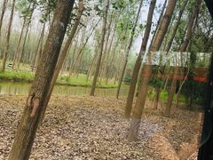 -合肥滨湖国家森林公园