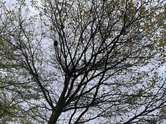 -福田红树林生态公园