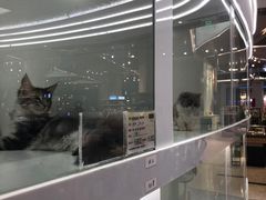 -1013 PET SHOP精品宠物商店(丁香店)