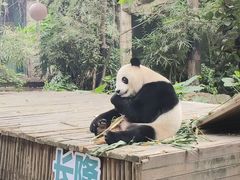 -广州长隆野生动物世界