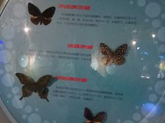 -萌宠奇缘