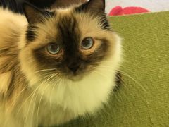 -猫和宫(六道口店)