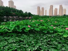 -前关湿地公园