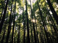 -山王坪喀斯特国家生态公园