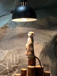 -Zoolung Zoolung动物主题公园(海信广场店)