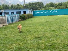 -趣玩宠物乐园寄养训犬训狗游泳池