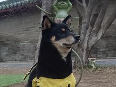 -纳吉亚猫专科动物诊疗中心(蒋宅口分院)