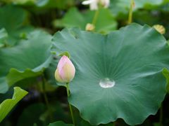 -荷塘月色湿地公园·向阳花洲