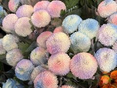 -循礼门鲜花花市(武汉循礼门店)